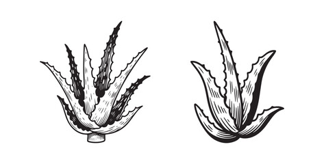 Continuous Hand Drawing of Vector Aloe Vera