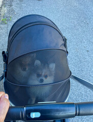 Pomeranian puppies peeking out from a stylish dog pram, showcasing their playful expressions and...