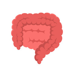 vector illustration of human intestine organs, human digestive organs on white background