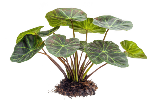 Beautiful Green Plant with Round Leaves and Brown Stems Concept