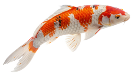 Bright orange and white koi fish swimming isolated on transparent background