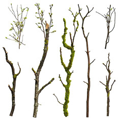 Fototapeta premium Big beautiful natural set of sticks and branches covered with rough bark texture isolated on white background
