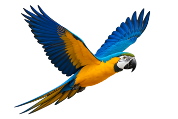 Vibrant blue and yellow macaw parrot in flight isolated on transparent background