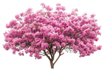 Pink Blossom Tree In Spring And Tree Of Generosity With Pink Theme