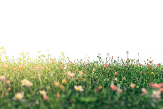 Flowers Bloom in a Lush Field of Green Grass and Sunlight and Summer Vibe