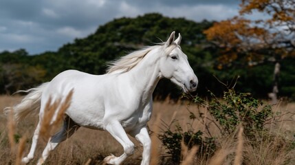 Majestic white horse galloping across a golden field
