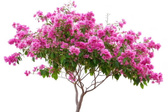 Blooming tree displays Bright Pink Flowers for Spring Time and Floral Season
