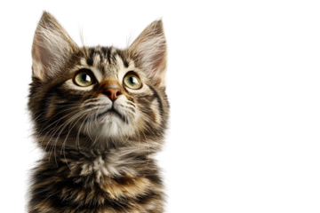 Adorable tabby kitten looking up