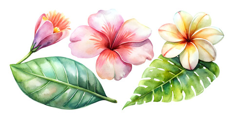 Fototapeta premium Watercolor painting of pink hibiscus flower with leaves and plumeria on a black background on transparent background