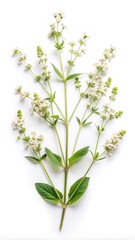 Elegant floral arrangement featuring delicate white flowers and vibrant green leaves, botanical illustration