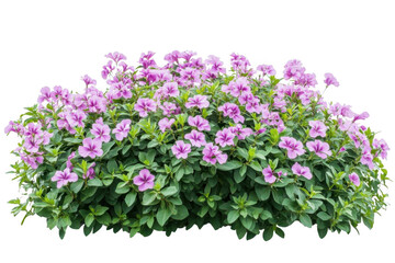 Obraz premium Blooming Bush with Purple Petunias Adds Vibrant Color to Garden