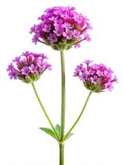 Obraz premium Elegant verbena flower trio on pure white background showcasing delicate blooms