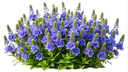 Closeup of a Vibrant Veronica Ulster Dwarf Plant with Blue Flowers