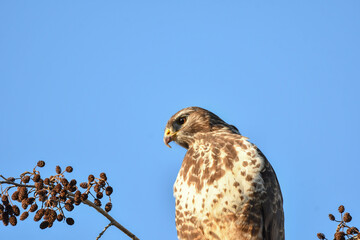 Mäusebussard