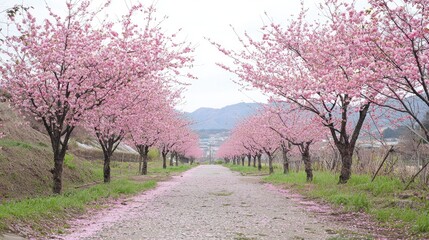 Obraz premium A picturesque path lined with blossoming cherry trees.