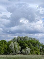 Obraz premium Swirling clouds over a green forest, creating a dramatic skyscape. Ideal for illustrations of nature, weather, ecology