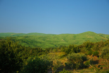landscape with trees and mountains