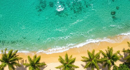 Aerial view of a tropical beach with palm trees and turquoise water