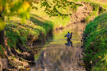 A duck is walking in a river