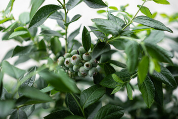 Bountiful blueberries grow abundantly on a lush green bush in late spring under soft natural light