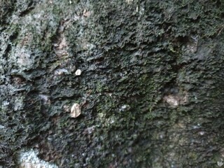 Close-Up of Rough Tree Bark with Moss and Texture. Detailed close-up of rough tree bark surface...