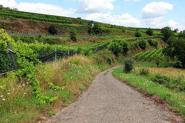 Fußweg in den Weinbergen in Eichstetten am Kaiserstuhl