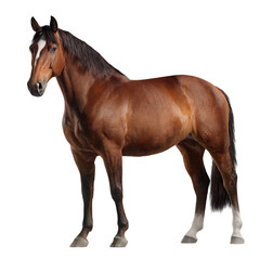 Obraz premium Chestnut horse on black background