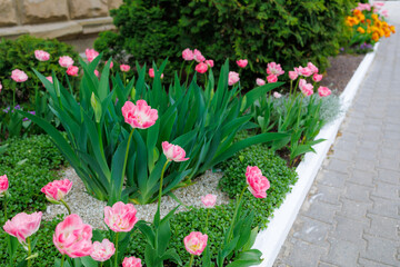 Flowers in a flower bed tulips. Greening the urban environment. Background with selective focus