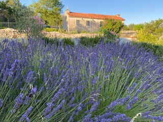 lavender field in provence
