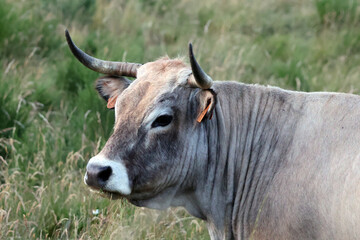 Profil du taureau gris
