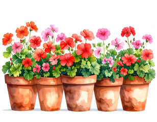 Charming Watercolor Illustration of Terracotta Pots with Geraniums
