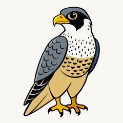  Red-Tailed Hawk Vector Illustration