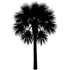 Obraz premium Palm Tree Silhouette Vector