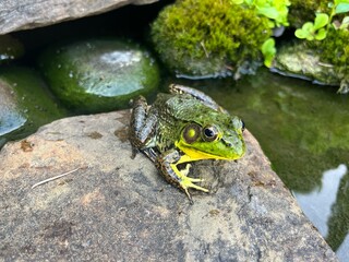 Bright Green Frog Staring Head-On by Pond