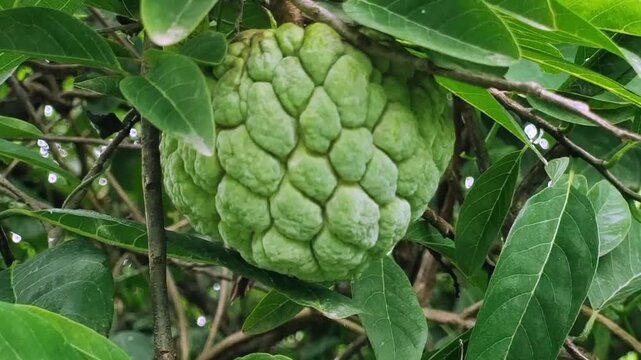 a custard apple, also known as sugar apple or sweetsop, which is the edible fruit of the Annona squamosa tree. It contains a creamy, sweet, and soft, reddish-yellow pulp with numerous black seeds.