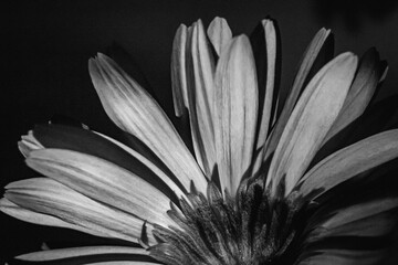 Black and white of an extreme close-up of the petals of a daisy flower.