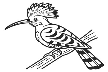 coloring page line art the hoopoe black vector