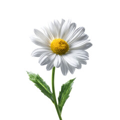 Fototapeta premium Single white daisy on black background