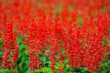 Scarlet sage field