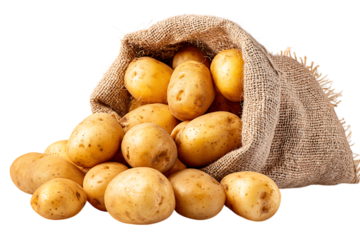 Fresh potatoes in burlap sack