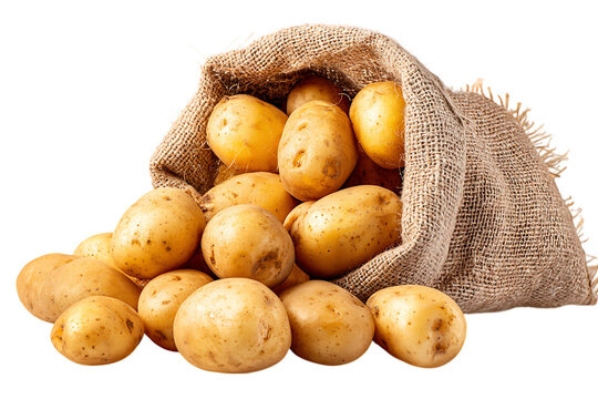 Fresh potatoes in burlap sack