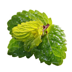 Transparent green mint leaf close-up nature photography fresh environment macro view