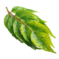 Transparent water droplets on green leaves nature scene close-up fresh environment macro view