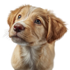 Playful golden retriever puppy home setting portrait photography warm light transparent emotions captured