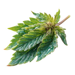 Vibrant green leaves with transparent water droplets natural environment close-up view botanical beauty