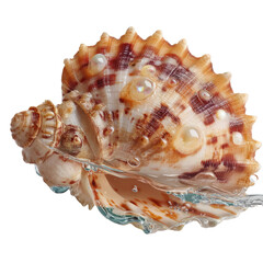 Transparent water splash with seashell coastal shore nature photography underwater environment perspective