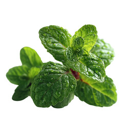 Transparent mint leaves close-up view nature photography fresh environment green concept
