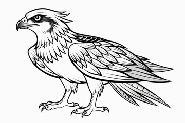 coloring page line art the osprey black vector