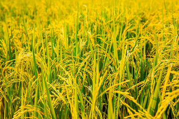 Closeup Lush rice paddies, concept food agricultural landscape