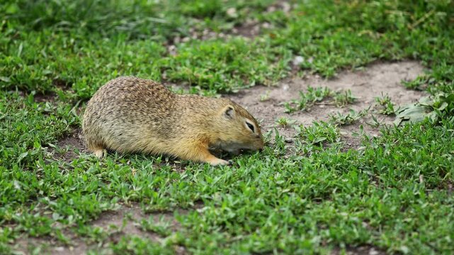 4K video of ground squirrel on grass. Small rodent foraging and moving in natural habitat. Wildlife nature, animal behavior, and outdoor scene captured in high resolution. Spermophilus ground squirrel